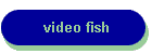 video fish