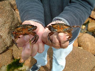 Alan scavenging for food.JPG (34669 bytes)