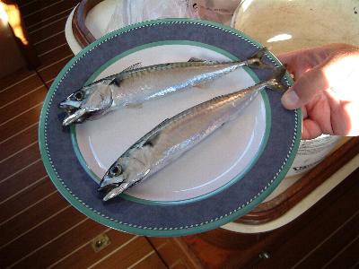 French mackerel.JPG (23621 bytes)